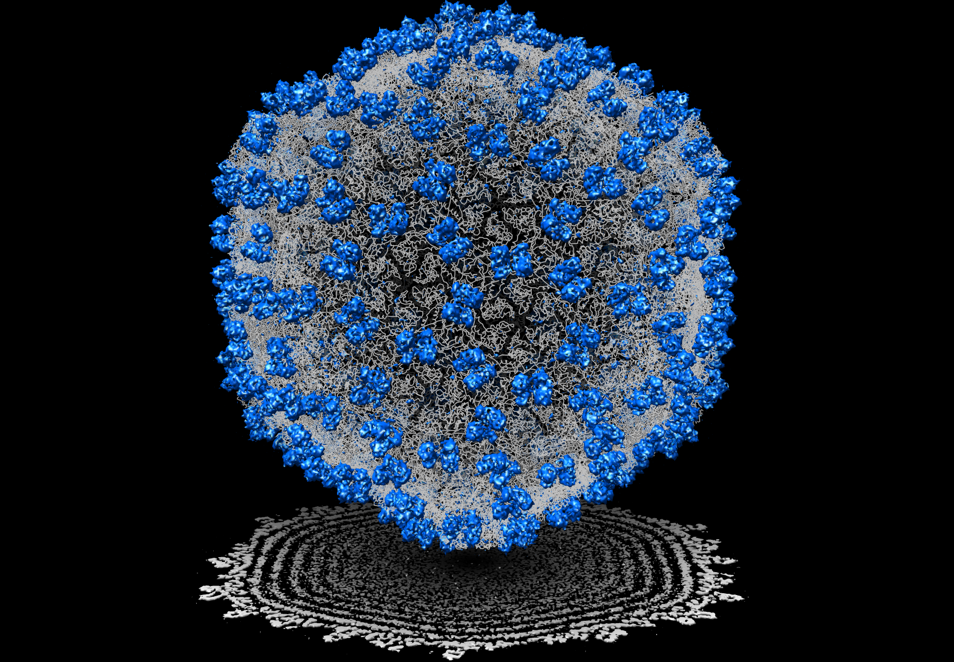 bacteriophage virus electron microscope