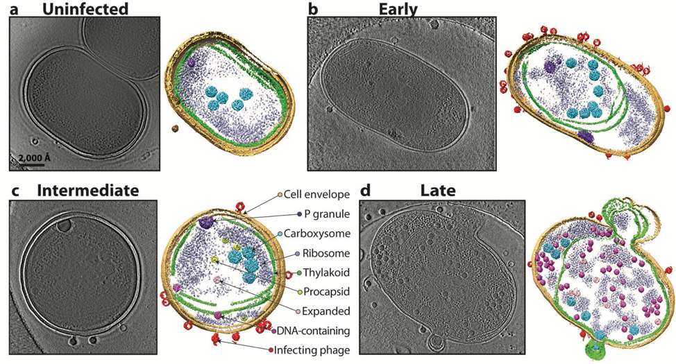 bacteriophage virus electron microscope